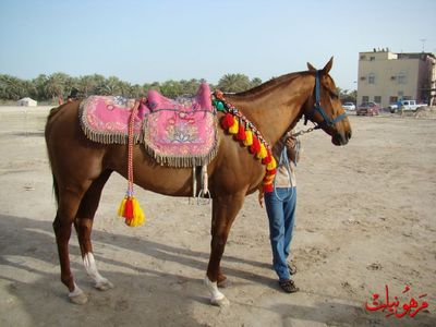 مهرجان يوم اليتيم العالمي الثاني
