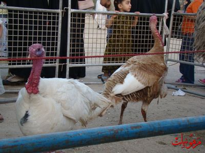 مهرجان يوم اليتيم العالمي الثاني
