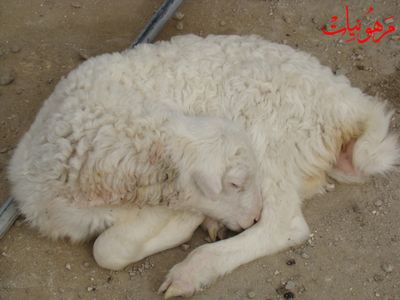 مهرجان يوم اليتيم العالمي الثالث
