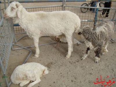 مهرجان يوم اليتيم العالمي الثالث
