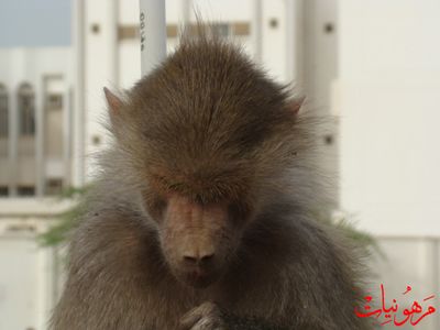 مهرجان يوم اليتيم العالمي الثالث
