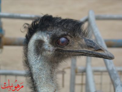 مهرجان يوم اليتيم العالمي الثالث
