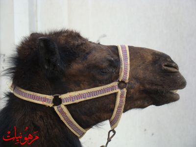 مهرجان يوم اليتيم العالمي الثالث
