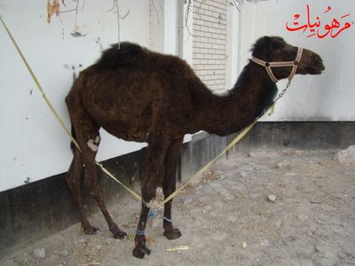 مهرجان يوم اليتيم العالمي الثالث
