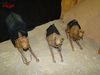 DSC00486.jpg