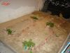 DSC00384.jpg