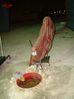 DSC01504.jpg