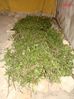 DSC01865.jpg