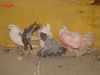 DSC01866.jpg