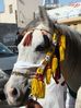 DSC01959.jpg