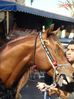 DSC01966.jpg