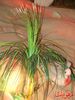 DSC09018.jpg