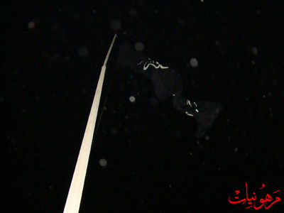 DSC02022.jpg