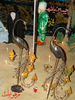 DSC04487.jpg