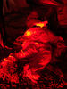 DSC04474.jpg