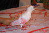 DSC_0461.jpg