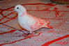 DSC_0464.jpg