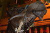 Filename=DSC_0713.jpg
Filesize=241KiB
Dimensions=640x426
Date added=Nov 17, 2013 DSC_0713.jpg