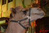 Filename=DSC_0716.jpg
Filesize=239KiB
Dimensions=640x426
Date added=Nov 17, 2013 DSC_0716.jpg