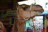 Filename=DSC_0551.jpg
Filesize=232KiB
Dimensions=640x426
Date added=Nov 18, 2013 DSC_0551.jpg